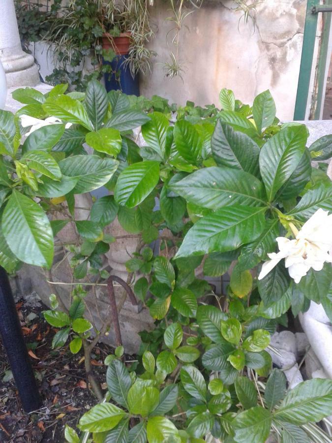 B&B Albatros Lipari  Bagian luar foto